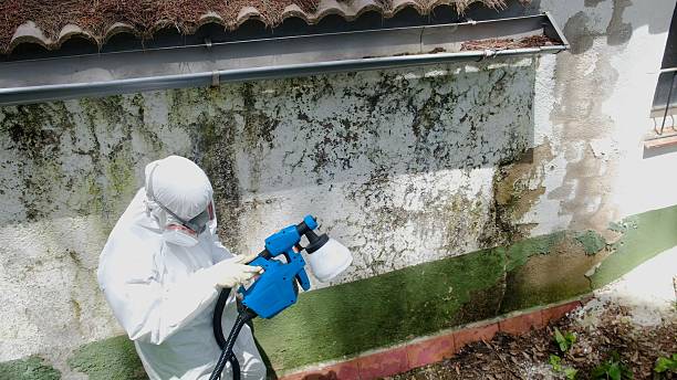 Trusted Mold Remediation service in Elkridge, MD - Cheap Mold Removal